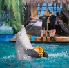 Дельфинарии, океанариумы в Воронеже